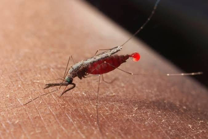 MINISTRY OF HEALTH HAVE GIVEN 17,000 DOSE OF ACTELLIC INSECTICIDE TO DOKOLO.