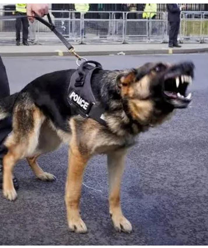 30 SUSPECTS APPREHENDED BY POLICE DOG IN DOKOLO DISTRICT.